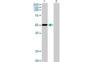 Western Blot analysis of ODC1 expression in transfected 293T cell line by ODC1 MaxPab polyclonal antibody. (ODC1 anticorps  (AA 1-461))