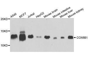 Western blot analysis of extracts of various cell lines, using COX6B1 antibody. (COX6B1 anticorps  (AA 1-86))