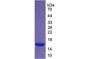 SDS-PAGE of Protein Standard from the Kit (Highly purified E. (Histone H4 Kit ELISA)