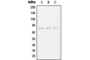 Western blot analysis of SYK expression in HeLa (A), Raw264. (SYK anticorps  (C-Term))
