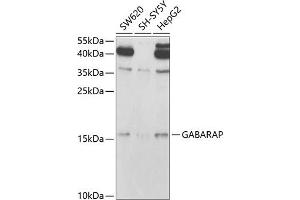 Western blot analysis of extracts of various cell lines, using GABARAP antibody (ABIN6129966, ABIN6140874, ABIN6140877 and ABIN6221250) at 1:1000 dilution. (GABARAP anticorps  (AA 1-117))