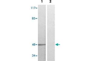 Western blot analysis of Lane 1: serum treated K562 cells, Lane 2: antigen-specific peptide treated K562 cells with EFNB1/EFNB2/EFNB3 (phospho Y324) polyclonal antibody  at 1:500-1000 dilution. (Ephrin B1 anticorps  (pTyr324))