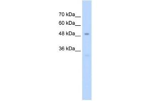 WB Suggested Anti-SP7 Antibody Titration: 2. (SP7 anticorps  (C-Term))