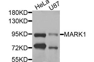 Western blot analysis of extracts of various cell lines, using MARK1 antibody. (MARK1 anticorps)