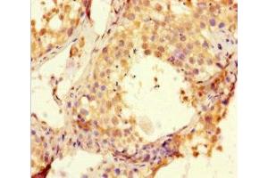 Immunohistochemistry of paraffin-embedded human testis tissue using ABIN7145898 at dilution of 1:100