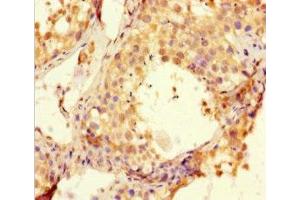 Immunohistochemistry of paraffin-embedded human testis tissue using ABIN7145898 at dilution of 1:100 (BTNL2 anticorps  (AA 26-202))