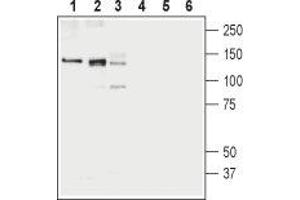 Western blot analysis of rat brain membranes (lanes 1 and 4), mouse brain membranes (lanes 2 and 5) and human K562 erythroleukemia cell lysates (lanes 3 and 6): - 1-3. (SLC12A4 anticorps  (C-Term, Intracellular))