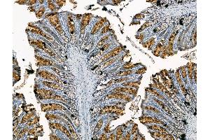 ABIN7094449 and ABIN7098497 at 1/100 staining Rat colorectal tissue by IHC-P. (CHRNA7 anticorps  (N-Term))