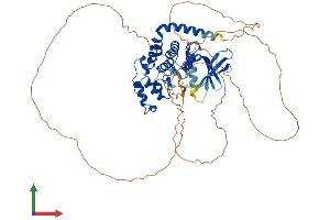AlphaFold protein structure predicition of Human Recombinant CDKL3 Protein, UniprotID Q8IVW4