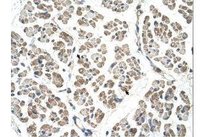 Image no. 1 for anti-EGF-Like-Domain, Multiple 8 (EGFL8) (C-Term) antibody (ABIN203442)