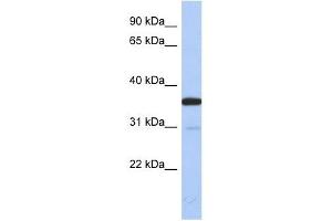 ESD antibody used at 1 ug/ml to detect target protein.