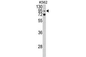 Image no. 1 for anti-Eukaryotic Translation Initiation Factor 2C, 1 (EIF2C1) (N-Term) antibody (ABIN452723) (AGO1 anticorps  (N-Term))