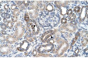 Human kidney (UST anticorps  (C-Term))
