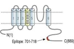 Representative domain view of the target of ABIN7043538.