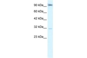 Western Blotting (WB) image for anti-Aryl Hydrocarbon Receptor (AHR) antibody (ABIN2460402) (Aryl Hydrocarbon Receptor anticorps)