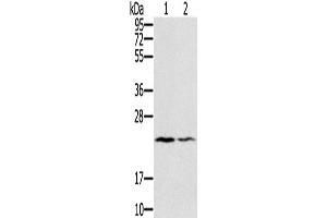Western Blotting (WB) image for anti-Endothelin 2 (EDN2) antibody (ABIN5544375) (Endothelin 2 anticorps)
