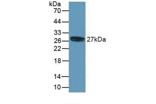 MYL4 anticorps  (AA 6-191)