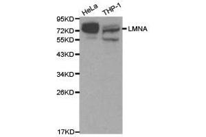 Western Blotting (WB) image for anti-Lamin A/C (LMNA) antibody (ABIN1873552) (Lamin A/C anticorps)