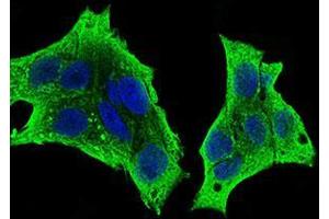 Immunofluorescence analysis of HepG2 cells using CSF1R mouse mAb (green). (CSF1R anticorps  (AA 344-497))