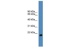 UBL4A antibody used at 0. (UBL4A anticorps  (Middle Region))
