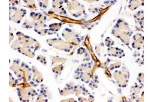 IHC testing of FFPE mouse pancreas with DARPP-32 antibody. (DARPP32 anticorps)