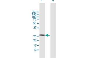 Western Blot analysis of TAF10 expression in transfected 293T cell line by TAF10 MaxPab polyclonal antibody.