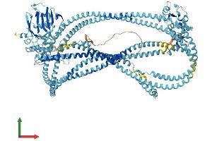 AlphaFold protein structure predicition of Mouse Recombinant Smc4 Protein, UniprotID Q8CG47