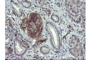 Image no. 9 for anti-TSC22 Domain Family, Member 1 (TSC22D1) antibody (ABIN1501540) (TSC22D1 anticorps)