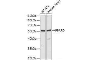 Western blot analysis of extracts of various cell lines using PPARD Polyclonal Antibody at dilution of 1:1000. (PPARD anticorps)