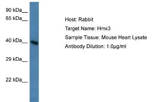 Host: Rabbit Target Name: Hmx3 Sample Type: Mouse Heart lysates Antibody Dilution: 1. (HMX3 anticorps  (Middle Region))