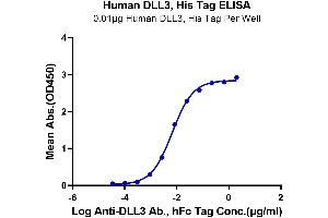 Immobilized Human DLL3, His Tag at 0. (DLL3 Protein (AA 27-490) (His tag))