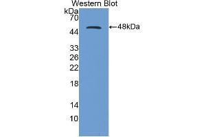 Western Blotting (WB) image for anti-CD40 Ligand (CD40LG) (AA 111-261) antibody (ABIN1858307) (CD40 Ligand anticorps  (AA 111-261))