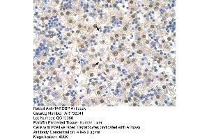Human Liver (TARDBP anticorps  (N-Term))
