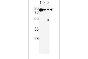 Western blot analysis of DCT Antibody (N-term) (ABIN652717 and ABIN2842475) in K562(lane 1), (lane 2), Ramos(lane 3) cell line lysates (35 μg/lane). (DCT anticorps  (N-Term))