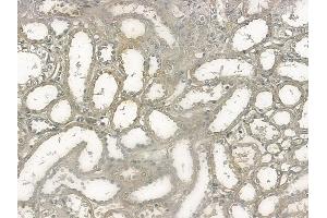 ABIN6255311 and ABIN6267132 at 1/100 staining human normal kidney tissue by IHC-P. (KSR1 anticorps  (pSer392))