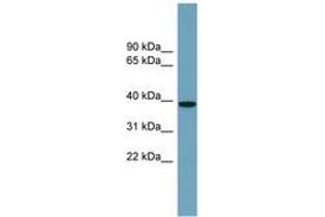 Image no. 1 for anti-NudC Domain Containing 3 (NUDCD3) (AA 287-336) antibody (ABIN6743814) (NUDCD3 anticorps  (AA 287-336))