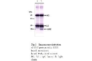 Immunoprecipitation (IP) image for anti-Small Nuclear Ribonucleoprotein Polypeptide C (SNRPC) (full length) antibody (ABIN2452159)