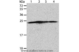 Western blot analysis of Hela, A431, 293T and Jurkat cell, using BAK1 Polyclonal Antibody at dilution of 1:900 (BAK1 anticorps)