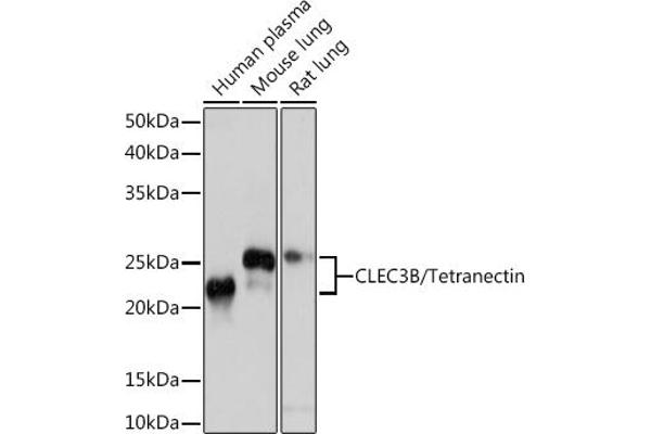CLEC3B anticorps