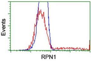 HEK293T cells transfected with either RC201554 overexpress plasmid (Red) or empty vector control plasmid (Blue) were immunostained by anti-RPN1 antibody (ABIN2455098), and then analyzed by flow cytometry. (RPN1 anticorps)