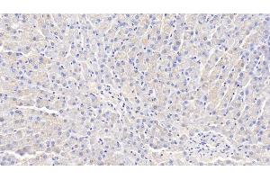 Detection of ADPN in Canine Liver Tissue using Polyclonal Antibody to Adiponectin (ADPN) (ADIPOQ anticorps  (AA 18-244))