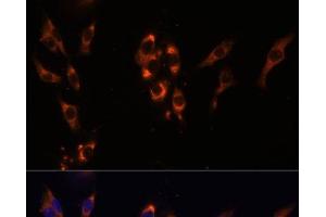 Immunofluorescence analysis of HeLa cells using PDE3A Polyclonal Antibody at dilution of 1:100 (40x lens). (PDE3A anticorps)
