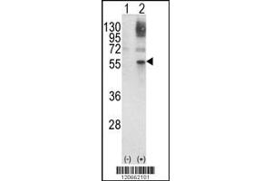 Western blot analysis of GATA2 using rabbit polyclonal GATA2 Antibody using 293 cell lysates (2 ug/lane) either nontransfected (Lane 1) or transiently transfected with the GATA2 gene (Lane 2). (GATA2 anticorps  (AA 262-288))