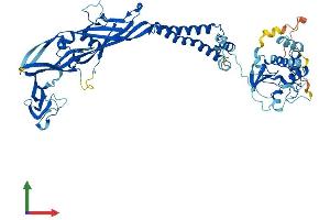 AlphaFold protein structure predicition of Mouse Recombinant P2rx7 Protein, UniprotID Q9Z1M0