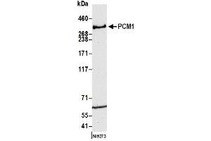 Western Blotting (WB) image for anti-Pericentriolar Material 1 (PCM1) (AA 1925-1975) antibody (ABIN7450548) (PCM1 anticorps  (AA 1925-1975))