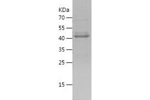 Western Blotting (WB) image for CAMP Responsive Element Binding Protein 3 (CREB3) (AA 1-172) protein (His-IF2DI Tag) (ABIN7122113)