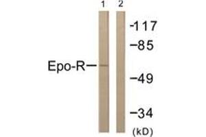 Western blot analysis of extracts from COS7 cells, treated with EPO 20U/ml 15', using Epo-R (Ab-368) Antibody. (EPOR anticorps  (AA 341-390))