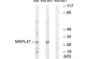Western Blotting (WB) image for anti-Mitochondrial Ribosomal Protein L47 (MRPL47) (AA 191-240) antibody (ABIN2890057)