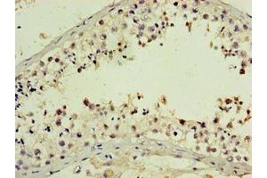 Immunohistochemistry of paraffin-embedded human testis tissue using ABIN7162631 at dilution of 1:100