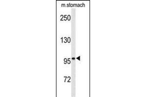 Western blot analysis of EphB3 Antibody (ABIN652365 and ABIN2841733) in mouse stomach tissue lysates (35 μg/lane). (EPH Receptor B3 anticorps)